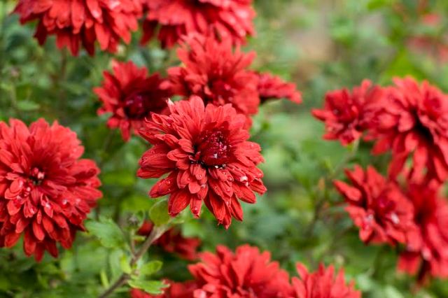 Foto: Divulgação/Emater-MG