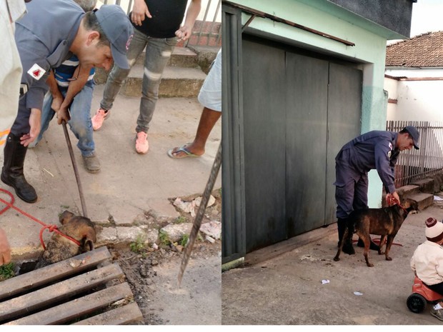 Cão é resgatado após cair em bueiro de Lavras, MG (Foto: Corpo de Bombeiros/Lavras)