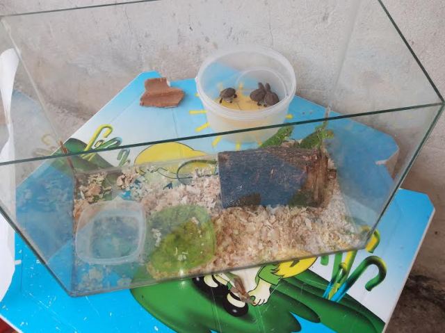 FOTO: Divulgação / Semad