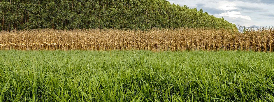 Pastagem_-_Fabiano_Bastos_-_Embrapa_Cerrados