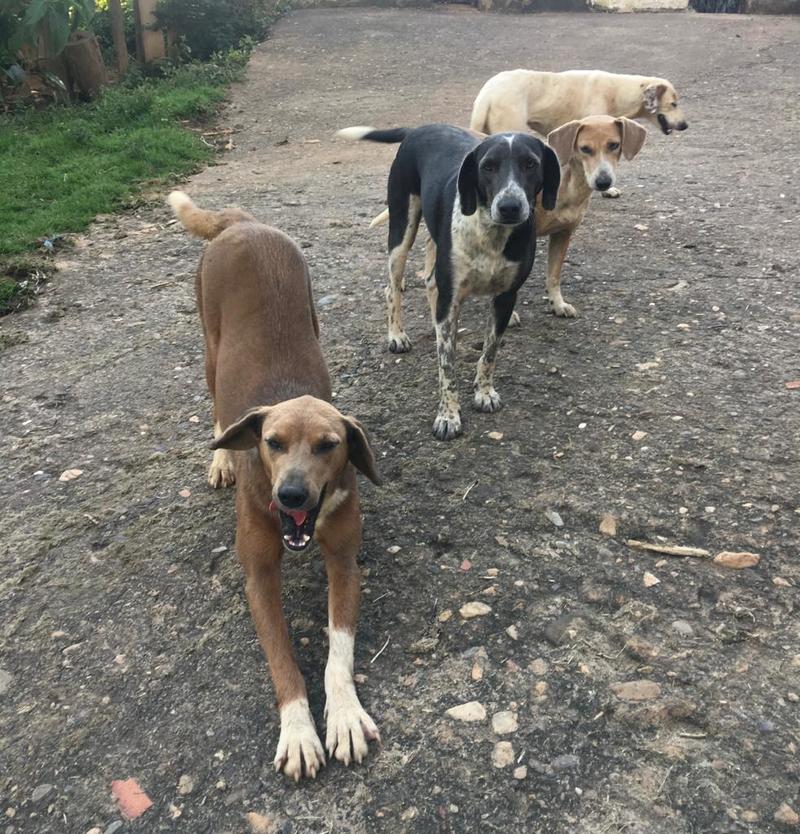 content_cachorro_-_cao_-_caes_-_lei_protecao_animal_animais_-_maus_tratos_abandono_-_cred_samylla_mol