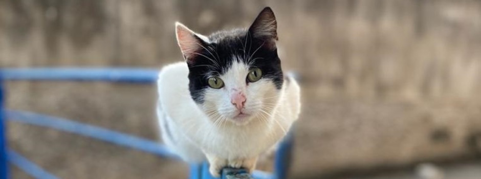 GATO_-_lei_proteção_animal_animais_-_maus_tratos_abandono_-_cred_Samylla_Mol