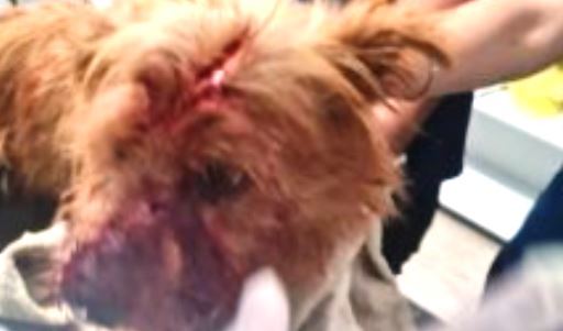 cao_ferido_campo_belo_jornal_de_lavras_capa