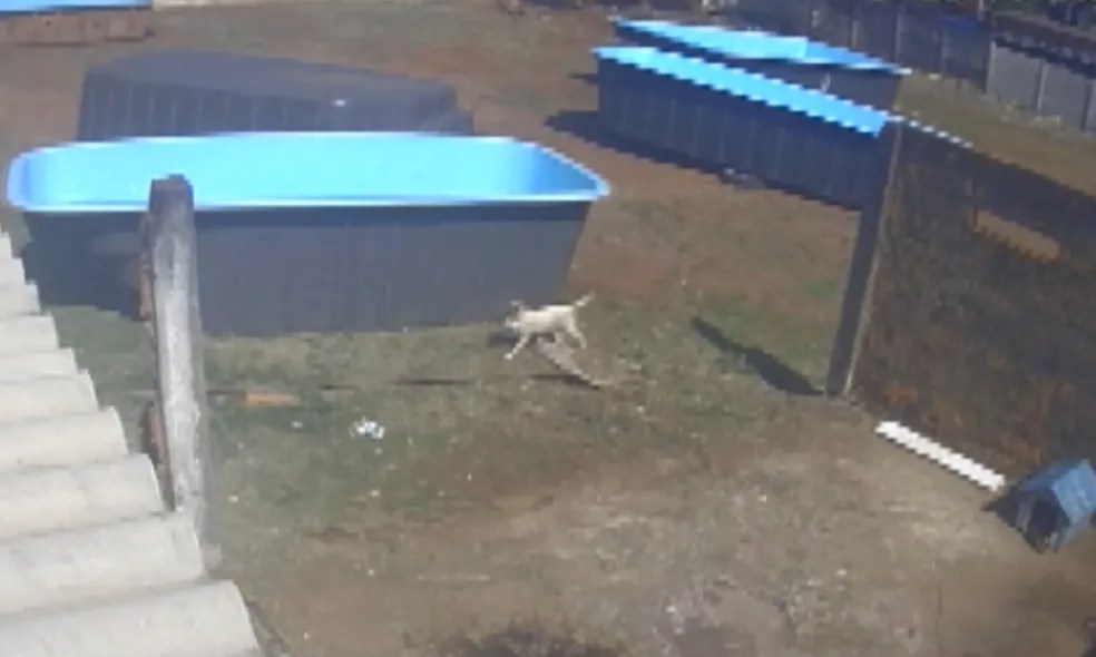 cachorra-encontra-arma