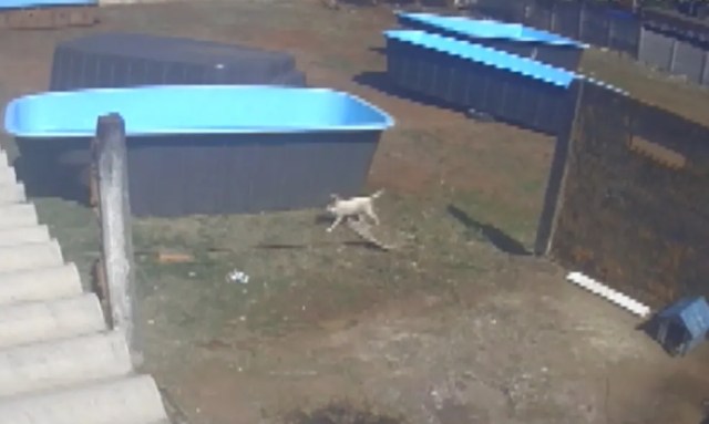 cachorra-encontra-arma